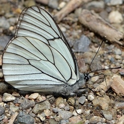 Aporia crataegi